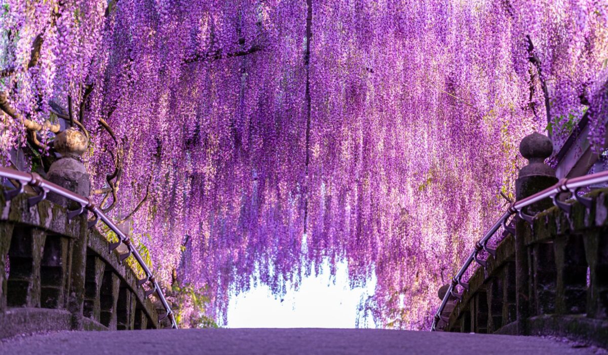 日本九州 | 5月限定紫藤季．高爾夫之旅5日